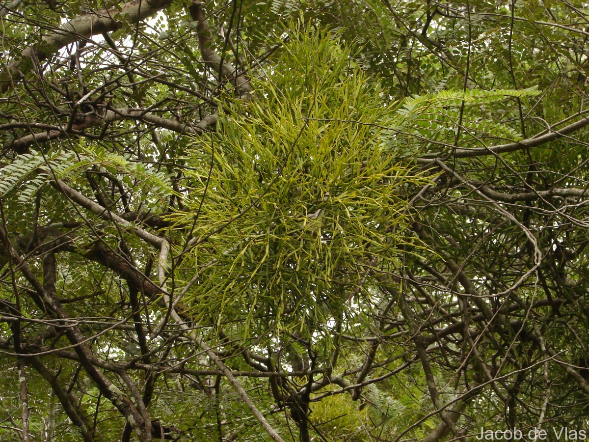 Viscum articulatum Burm.f.